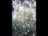 ���������Ϻ߽��β�Ȥ���Ÿ�ݿ���ɮ�������̿��Τ褦�ʲ֡�