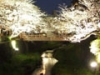 一の坂川の桜がライトアップ