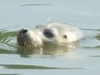 アザラシ「マジちゃん」