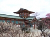 防府天満宮の梅